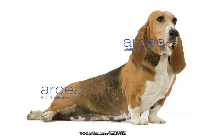  : Dog - Norman Artesian basset hound in studio
