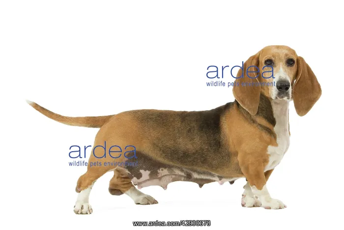  : Dog - Norman Artesian basset hound in studio