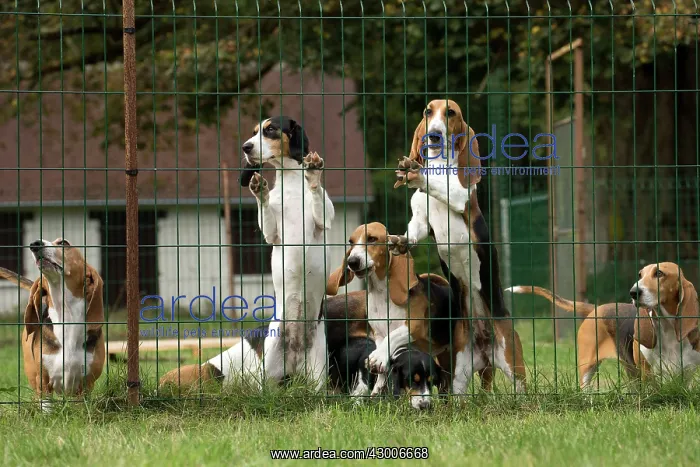 : Dog Norman Artesian Basset & Schweizer : Dog Norman Artesian Basset & Schweizer