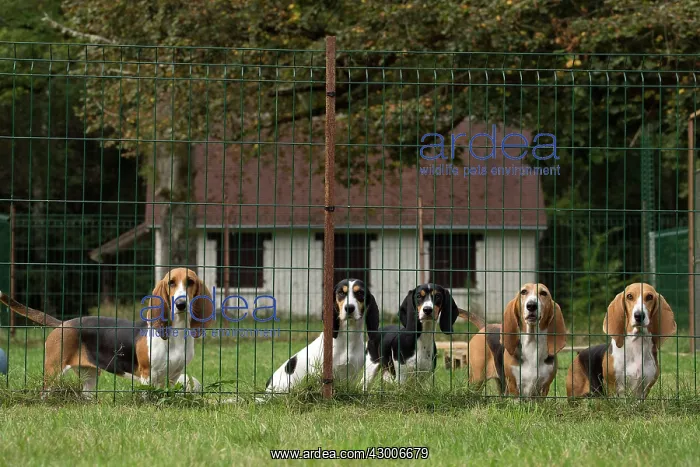 : Dog Norman Artesian Basset & Schweizer : Dog Norman Artesian Basset & Schweizer