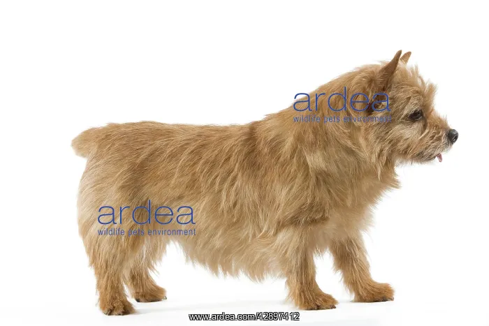  : Dog - Norwich Terrier