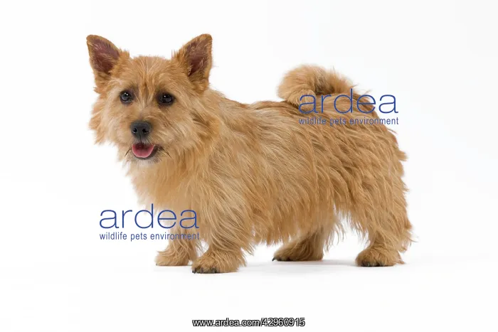  : Dog - Norwich Terrier
