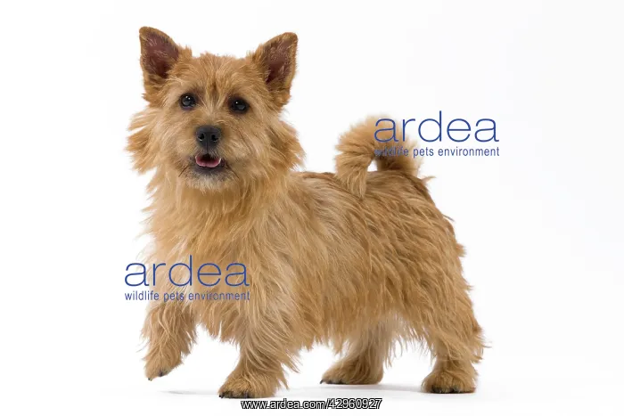  : Dog - Norwich Terrier