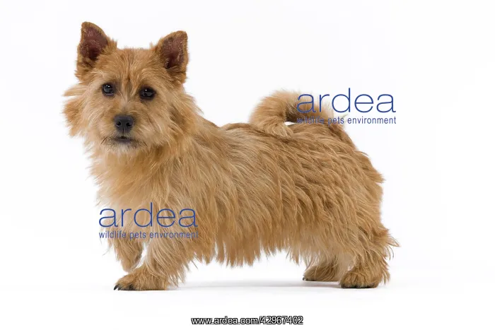  : Dog - Norwich Terrier