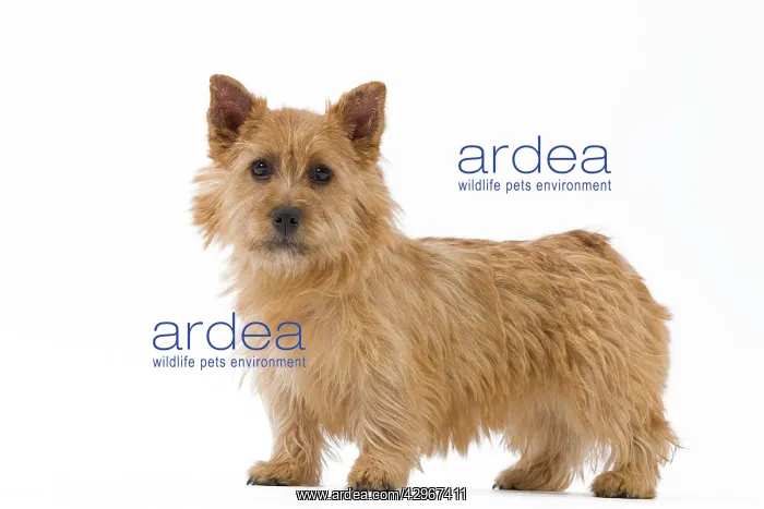  : Dog - Norwich Terrier
