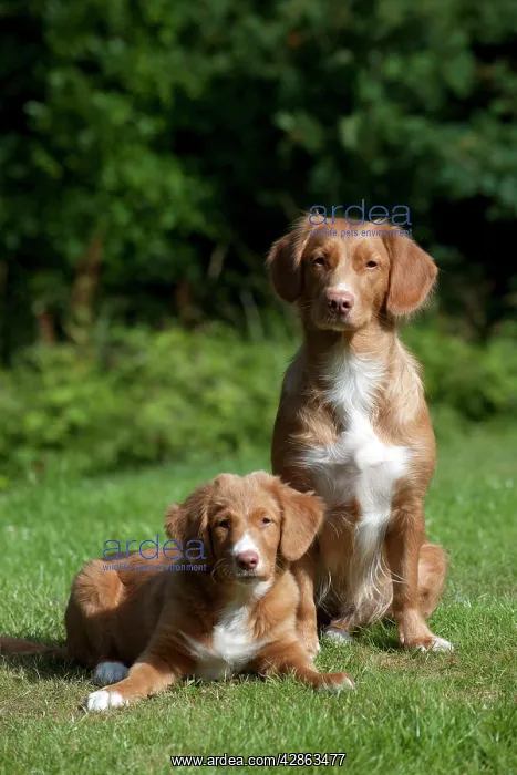 : DOG - Nova scotia duck tolling retriever and 12 : DOG - Nova scotia duck tolling retriever and 12