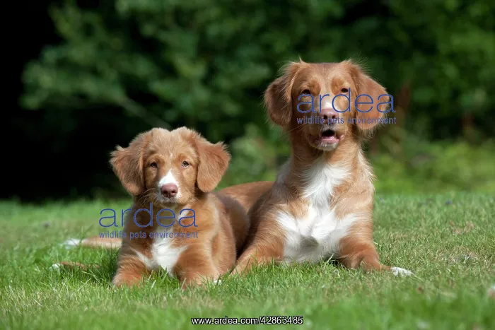 : DOG - Nova scotia duck tolling retriever and 12 : DOG - Nova scotia duck tolling retriever and 12