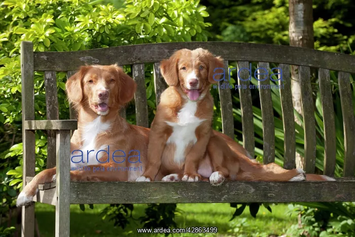 : DOG - Nova scotia duck tolling retriever and 12 : DOG - Nova scotia duck tolling retriever and 12