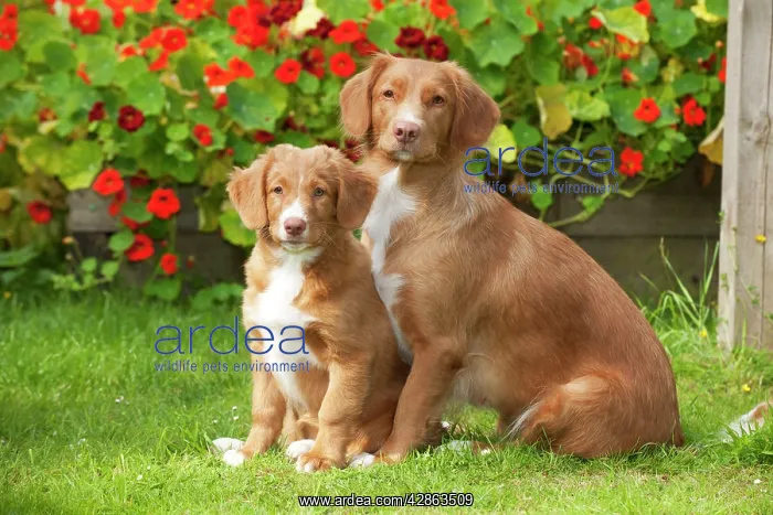: DOG - Nova scotia duck tolling retriever and 12 : DOG - Nova scotia duck tolling retriever and 12