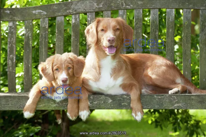: DOG - Nova scotia duck tolling retriever and 12 : DOG - Nova scotia duck tolling retriever and 12