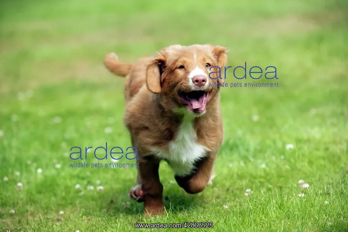 : DOG - Nova scotia duck tolling retriever 12 week : DOG - Nova scotia duck tolling retriever 12 week