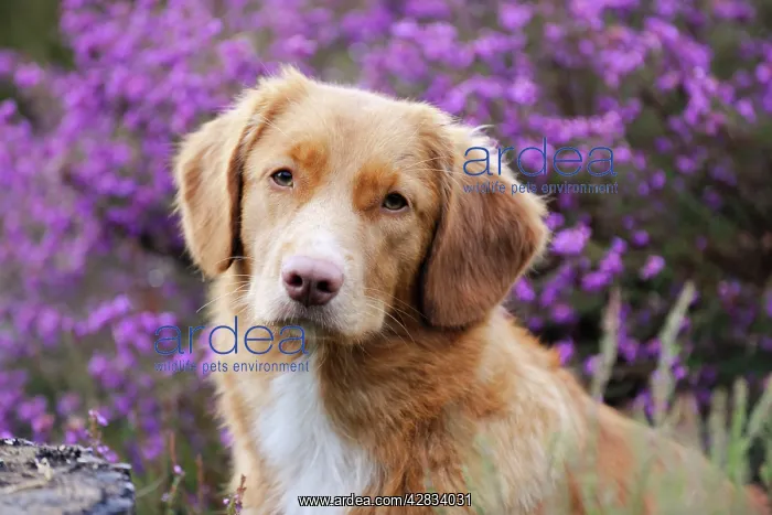 : Dog. Nova Scotia Duck Tolling Retriever : Dog. Nova Scotia Duck Tolling Retriever
