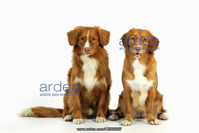 : Dog. Nova Scotia Duck Tolling Retriever : Dog. Nova Scotia Duck Tolling Retriever