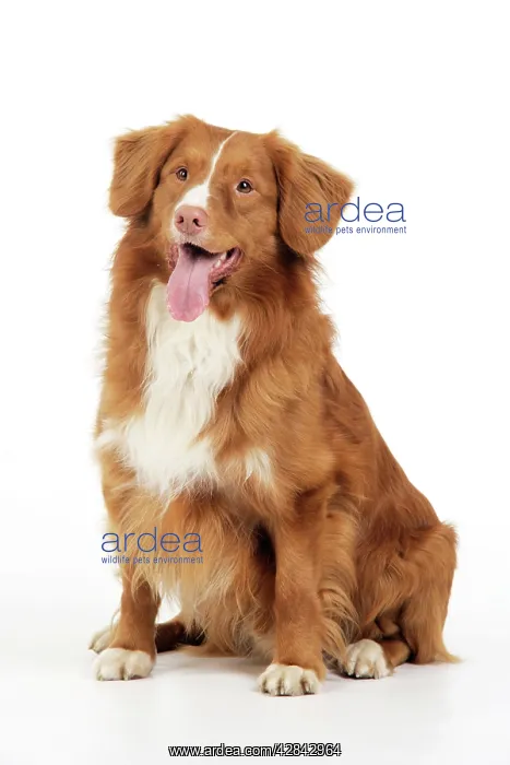  : Dog. Nova Scotia Duck Tolling Retriever
