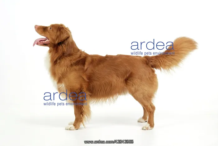  : Dog. Nova Scotia Duck Tolling Retriever