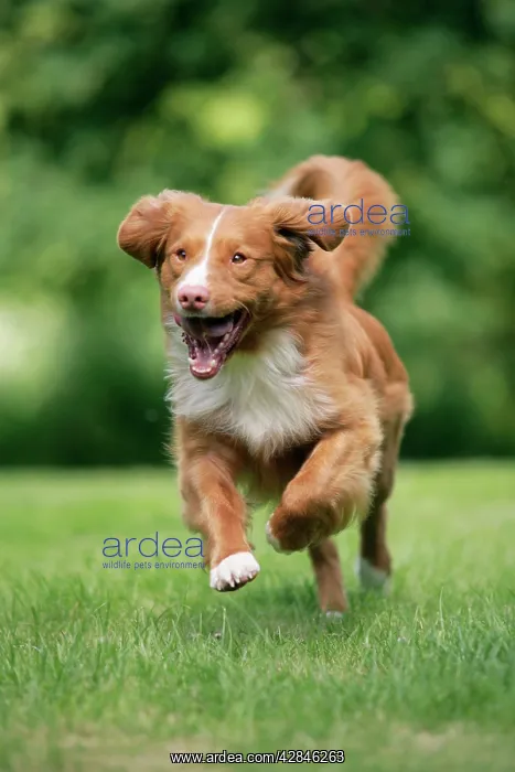 : Dog. Nova Scotia Duck Tolling Retriever : Dog. Nova Scotia Duck Tolling Retriever