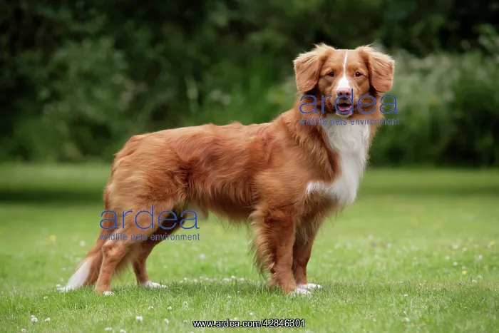 : Dog. Nova Scotia Duck Tolling Retriever : Dog. Nova Scotia Duck Tolling Retriever