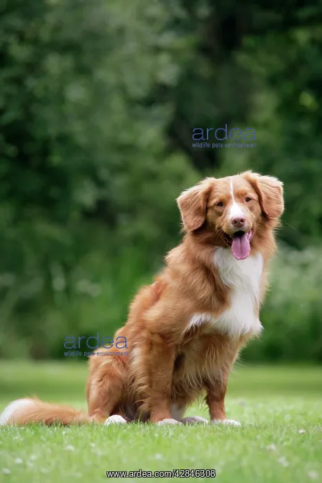  : Dog. Nova Scotia Duck Tolling Retriever