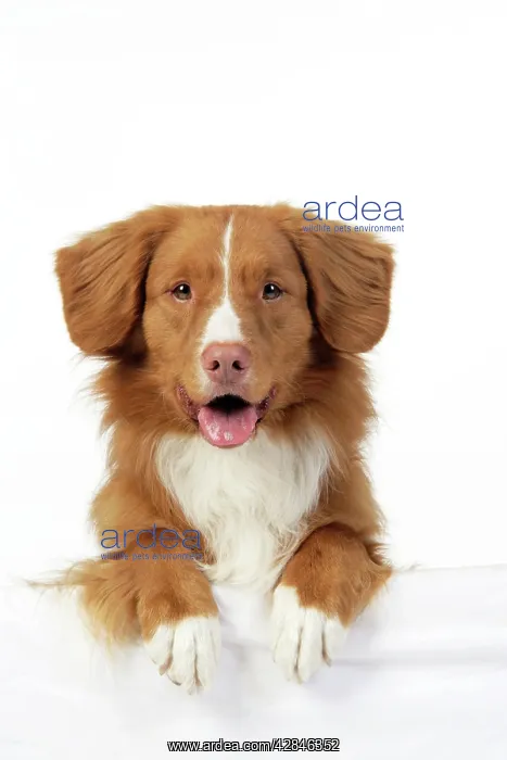  : Dog. Nova Scotia Duck Tolling Retriever