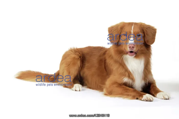 : Dog. Nova Scotia Duck Tolling Retriever : Dog. Nova Scotia Duck Tolling Retriever