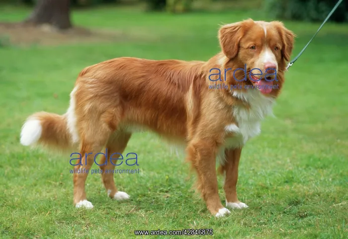  : DOG - Nova Scotia Duck Tolling Retriever