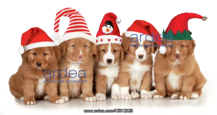 : DOG - Nova Scotia Duck Tolling Retriever : DOG - Nova Scotia Duck Tolling Retriever