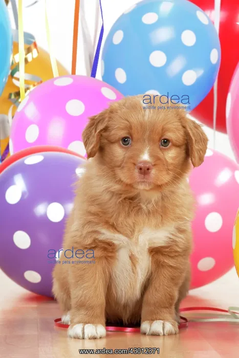 : DOG. Nova Scotia Duck Tolling Retriever : DOG. Nova Scotia Duck Tolling Retriever