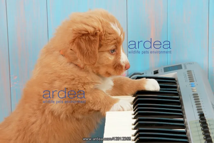 : DOG. Nova Scotia Duck Tolling Retriever : DOG. Nova Scotia Duck Tolling Retriever