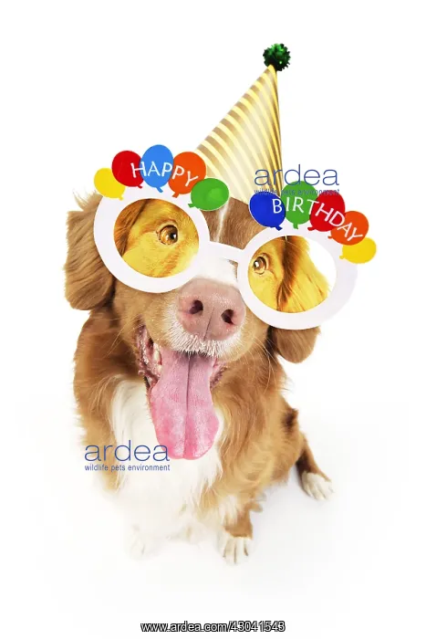 : Dog. Nova Scotia Duck Tolling Retriever with : Dog. Nova Scotia Duck Tolling Retriever with