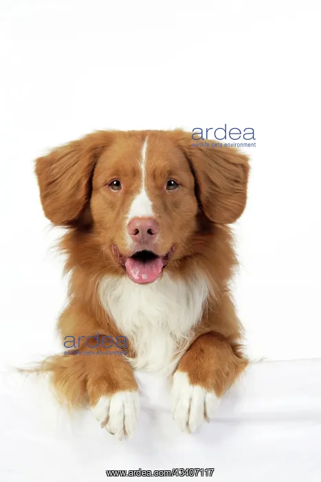  : Dog. Nova Scotia Duck Tolling Retriever