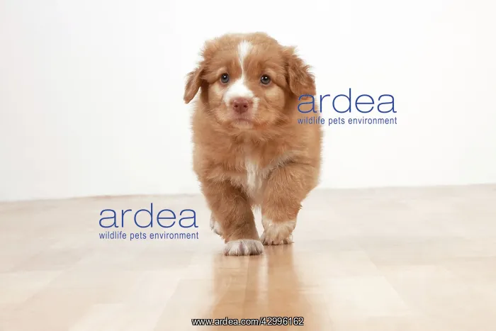 : Dog - Nova Scotia Duck Tolling Retriever 7 week : Dog - Nova Scotia Duck Tolling Retriever 7 week