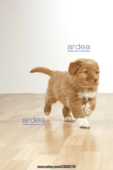 : Dog - Nova Scotia Duck Tolling Retriever 7 week : Dog - Nova Scotia Duck Tolling Retriever 7 week