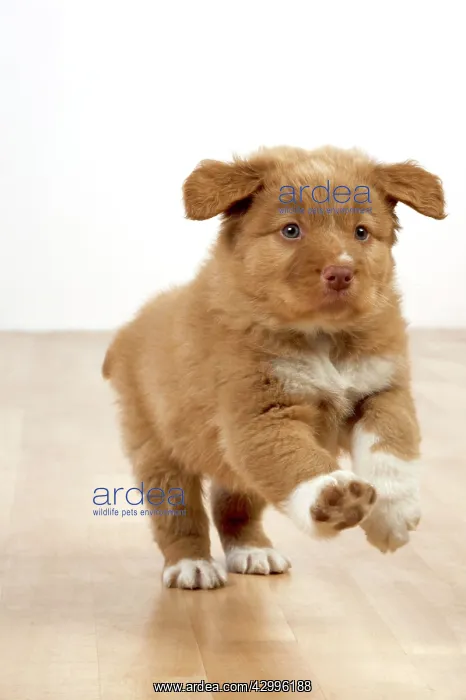 : Dog - Nova Scotia Duck Tolling Retriever 7 week : Dog - Nova Scotia Duck Tolling Retriever 7 week