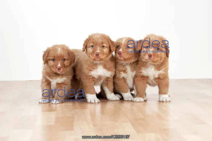 : Dog - Nova Scotia Duck Tolling Retriever 7 week : Dog - Nova Scotia Duck Tolling Retriever 7 week