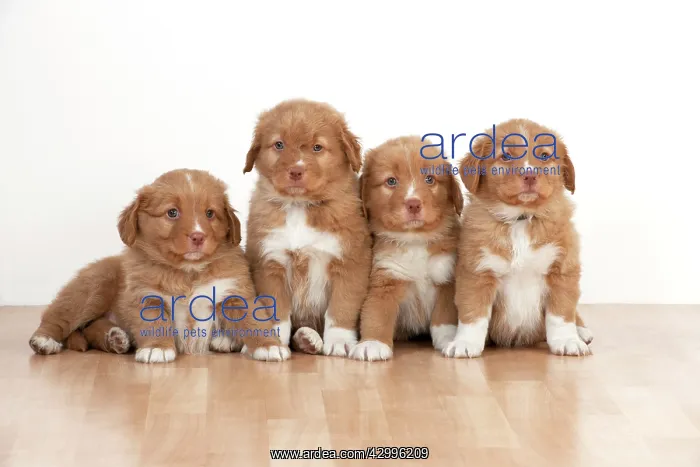 : Dog - Nova Scotia Duck Tolling Retriever 7 week : Dog - Nova Scotia Duck Tolling Retriever 7 week