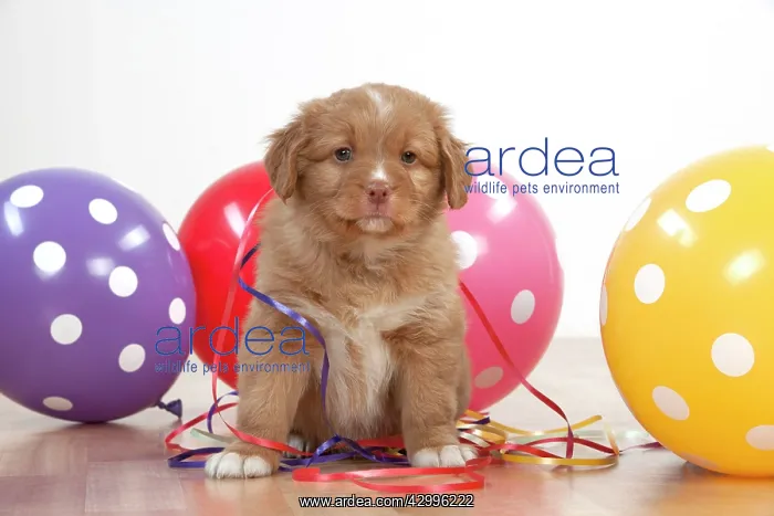: Dog - Nova Scotia Duck Tolling Retriever 7 week : Dog - Nova Scotia Duck Tolling Retriever 7 week