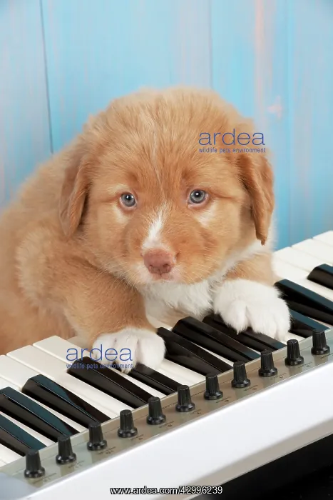 : Dog - Nova Scotia Duck Tolling Retriever 7 week : Dog - Nova Scotia Duck Tolling Retriever 7 week
