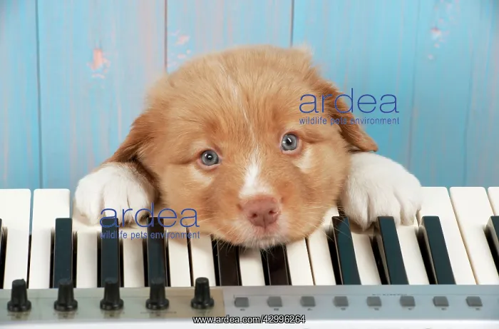: Dog - Nova Scotia Duck Tolling Retriever 7 week : Dog - Nova Scotia Duck Tolling Retriever 7 week