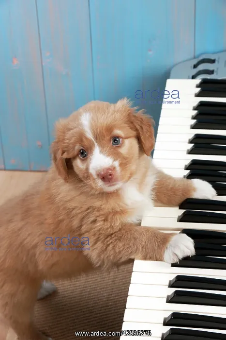 : Dog - Nova Scotia Duck Tolling Retriever 7 week : Dog - Nova Scotia Duck Tolling Retriever 7 week