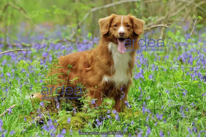 : Dog. Nova Scotia Duck Tolling Retriever in bluebells : Dog. Nova Scotia Duck Tolling Retriever in bluebells