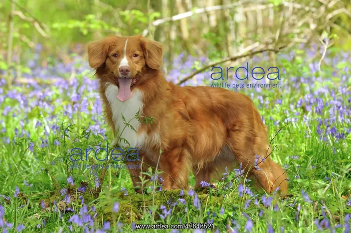 : Dog. Nova Scotia Duck Tolling Retriever in bluebells : Dog. Nova Scotia Duck Tolling Retriever in bluebells