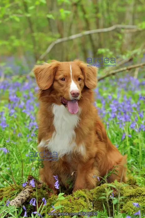 : Dog. Nova Scotia Duck Tolling Retriever in bluebells : Dog. Nova Scotia Duck Tolling Retriever in bluebells