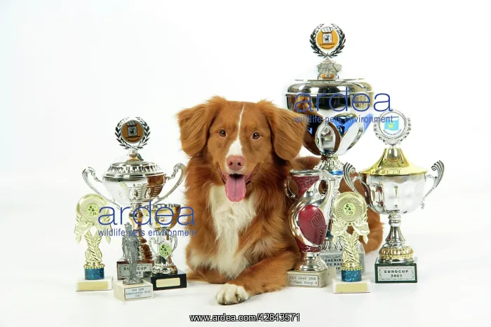 : Dog. Nova Scotia Duck Tolling Retriever with cups : Dog. Nova Scotia Duck Tolling Retriever with cups