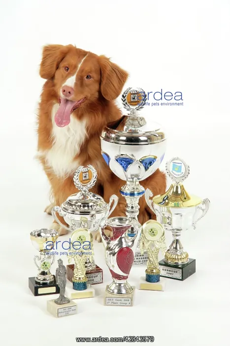 : Dog. Nova Scotia Duck Tolling Retriever with cups : Dog. Nova Scotia Duck Tolling Retriever with cups