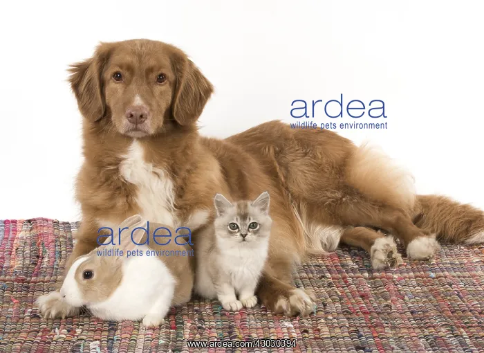 : DOG. Nova Scotia Duck Tolling Retriever with Dutch : DOG. Nova Scotia Duck Tolling Retriever with Dutch