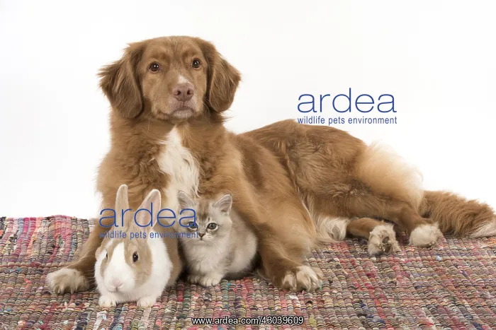 : DOG. Nova Scotia Duck Tolling Retriever with Dutch : DOG. Nova Scotia Duck Tolling Retriever with Dutch