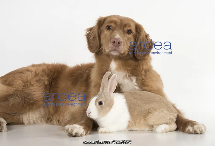 : DOG. Nova Scotia Duck Tolling Retriever with Dutch Rabbit : DOG. Nova Scotia Duck Tolling Retriever with Dutch Rabbit