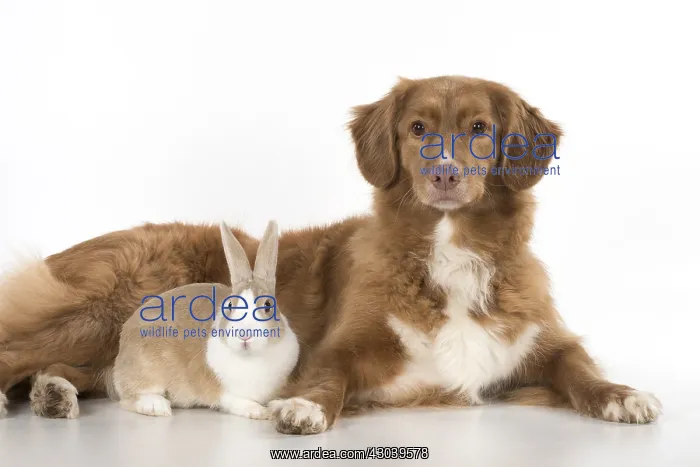  : DOG. Nova Scotia Duck Tolling Retriever with Dutch Rabbit