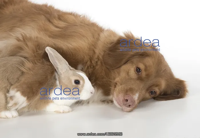 : DOG. Nova Scotia Duck Tolling Retriever with Dutch Rabbit : DOG. Nova Scotia Duck Tolling Retriever with Dutch Rabbit