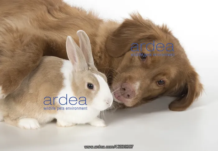  : DOG. Nova Scotia Duck Tolling Retriever with Dutch Rabbit
